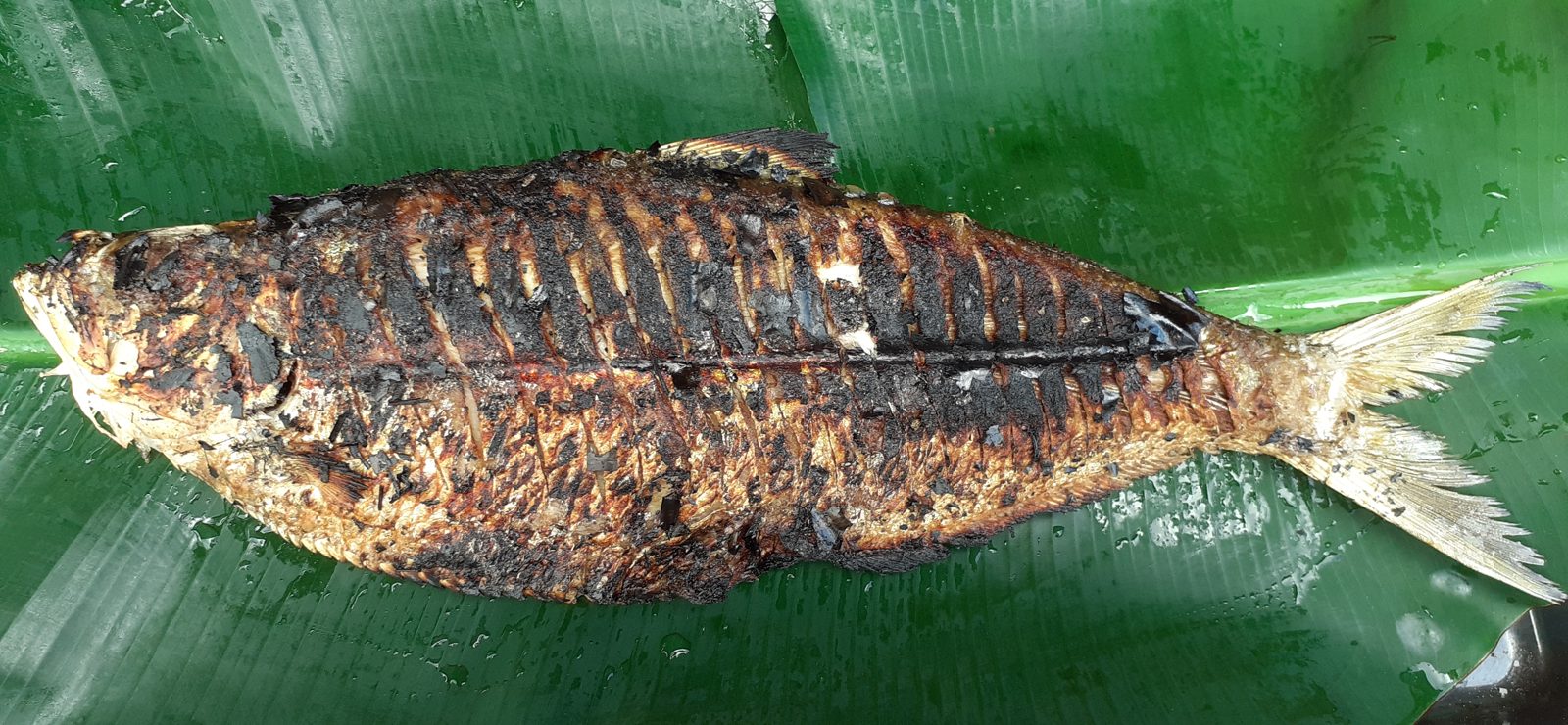 Photo : Couac en attiéké à la sardine de Guyane grillée