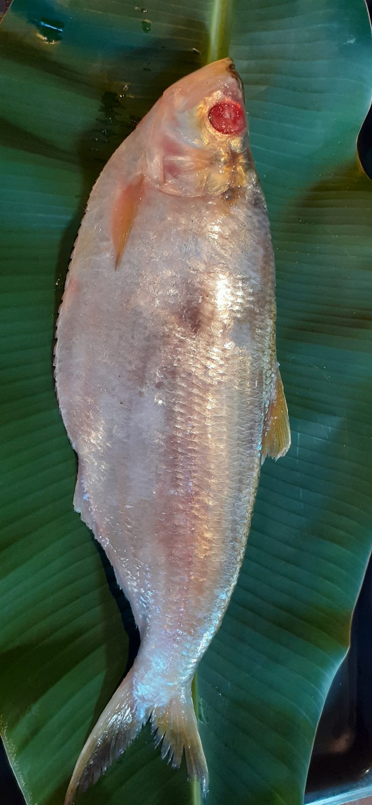 Photo : Couac en attiéké à la sardine de Guyane grillée