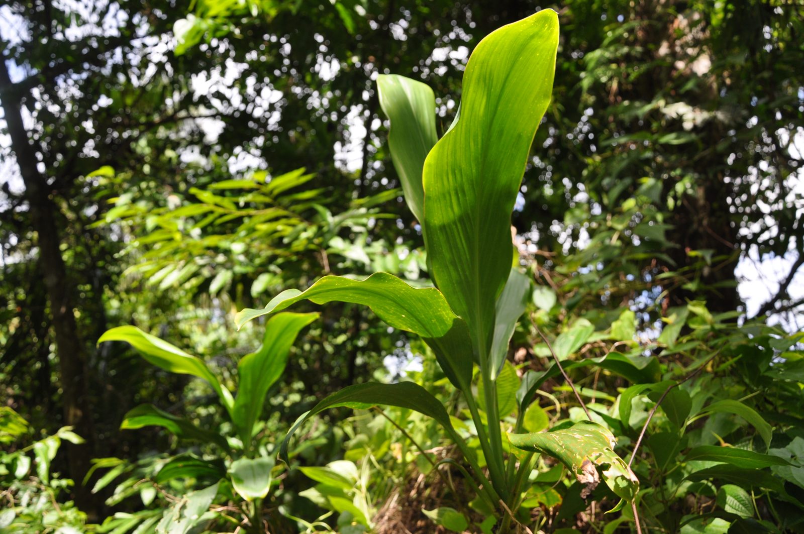 Photo : Le sucre du Pacifique