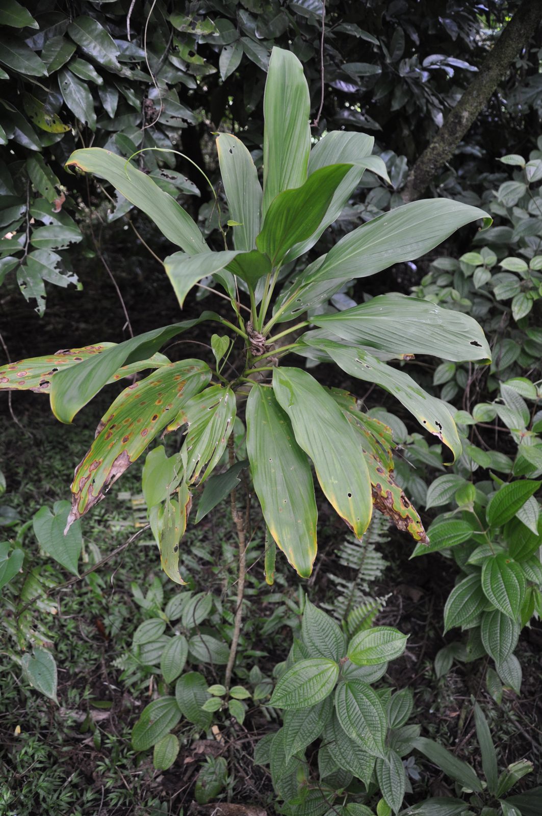 Photo : Le sucre du Pacifique