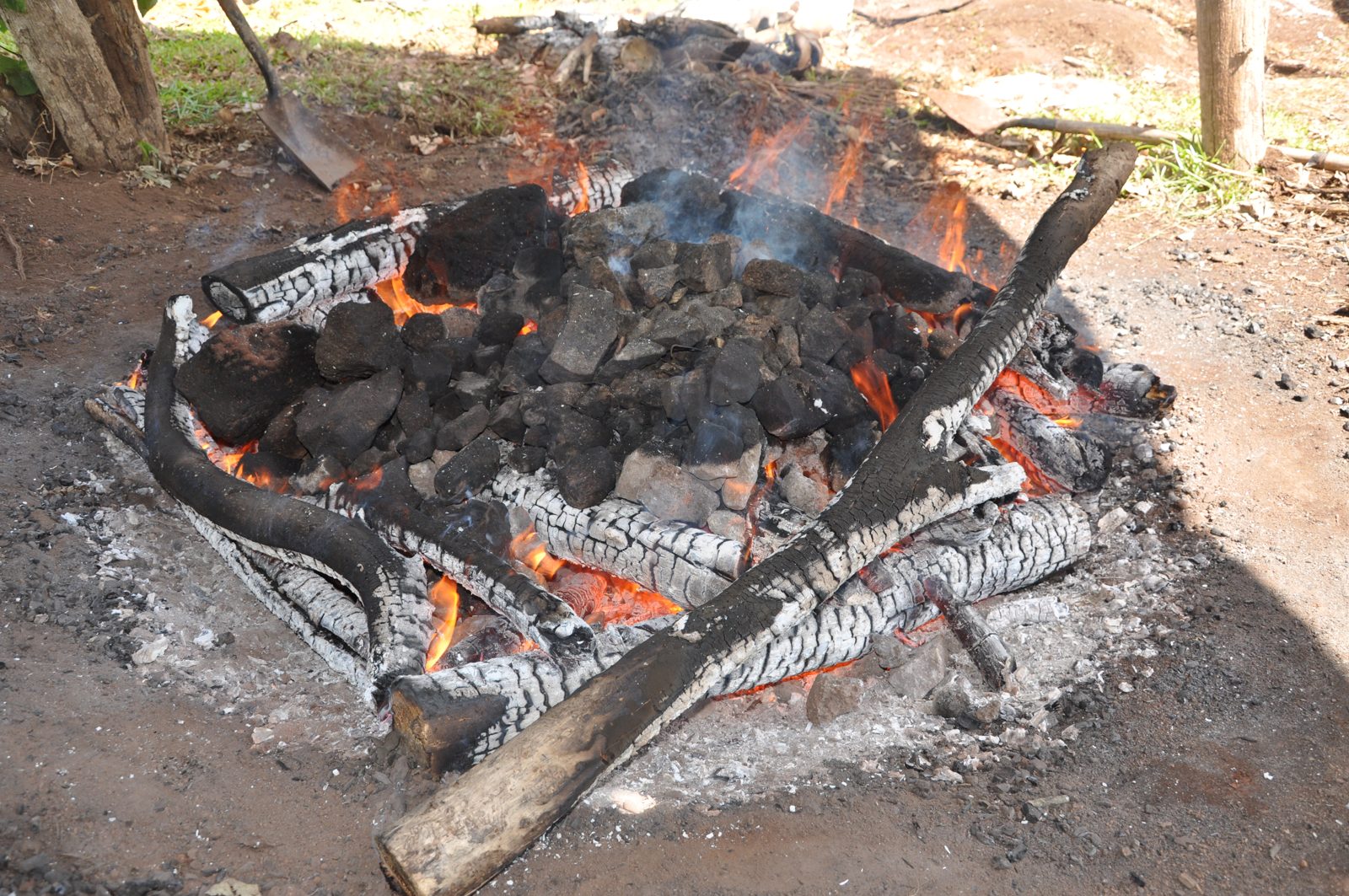 Photo : Le sucre du Pacifique