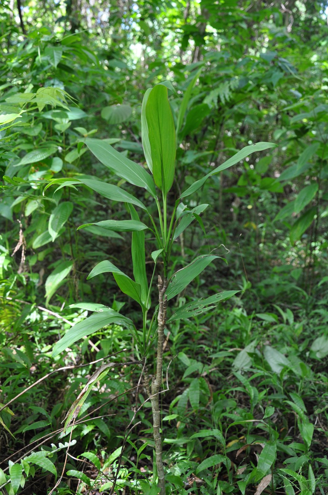 Le sucre du Pacifique